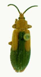   Oxycephala  habitus. 